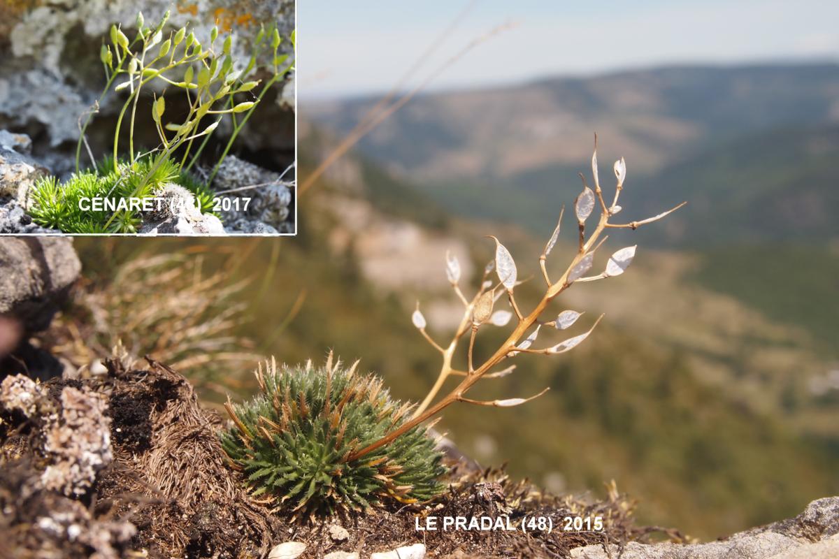 Whitlow Grass, Yellow fruit